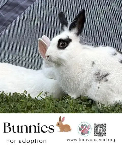 Bunnies For Adoption photo 3