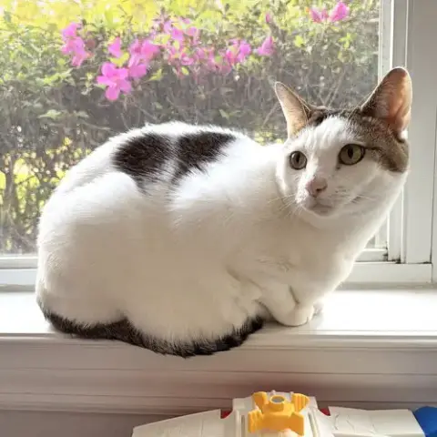 Loki photo 3