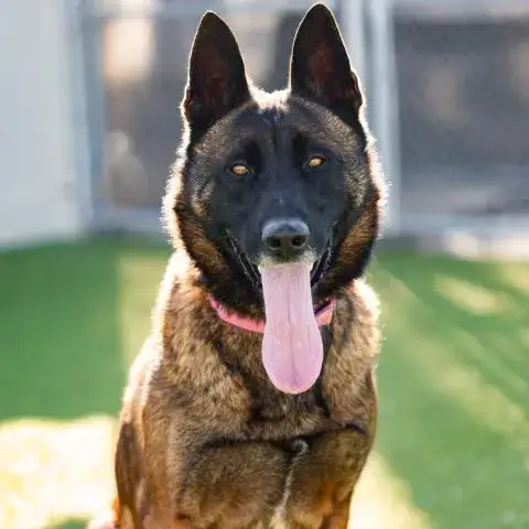 Ace