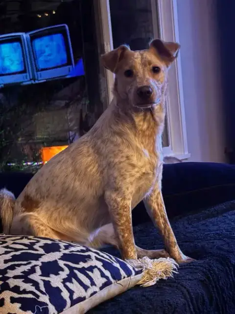Luna Love