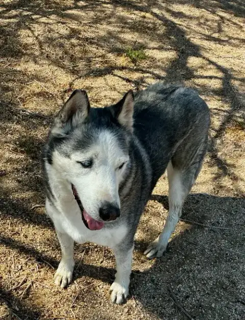 Niko