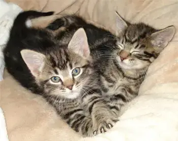Kittens!!!! photo 3