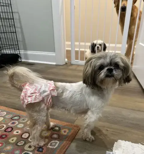 Bella