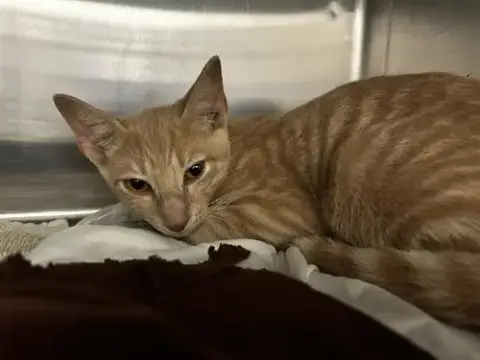 Rascal