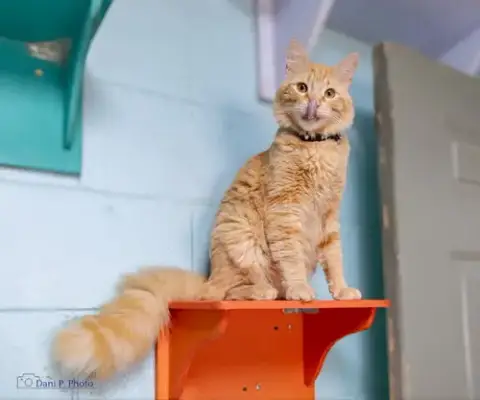 Simba photo 2