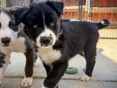 Marilynn'S Puppy Magic photo 3