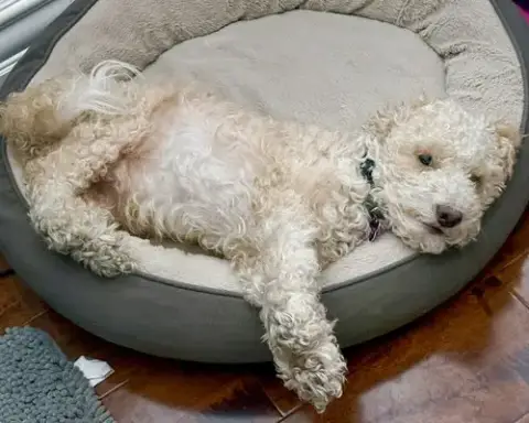 Oliver photo 5