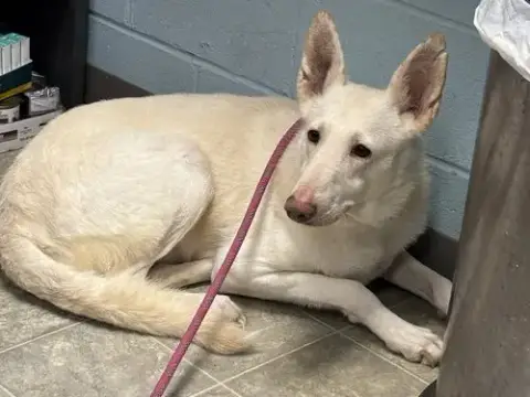 Sugar:   Not At The Shelter photo 5