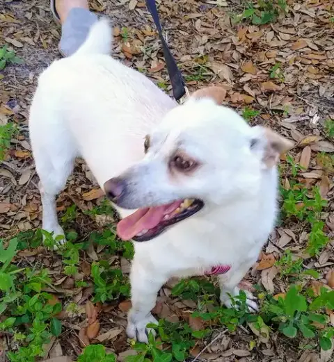 Nash