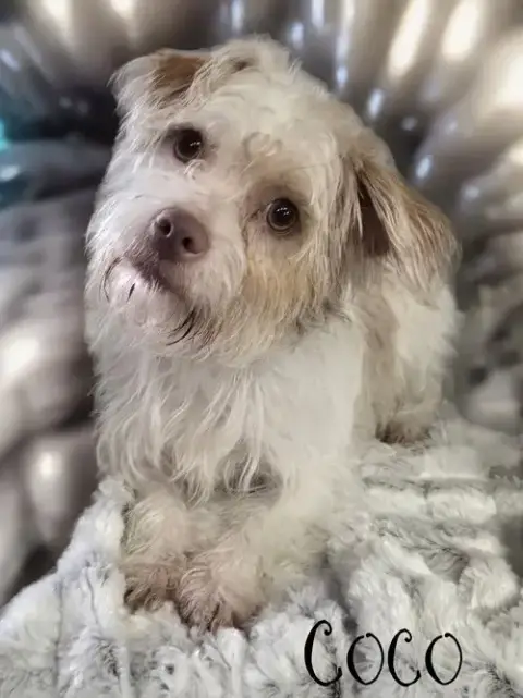 Coco