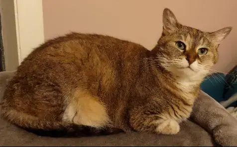 Pawla
