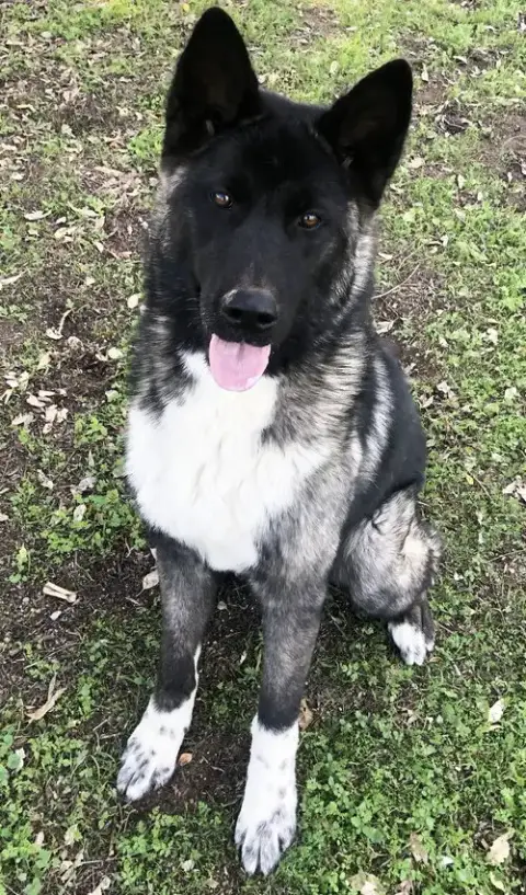 Micah