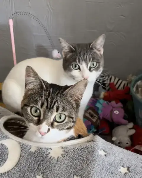 Lily & Daisy photo 4