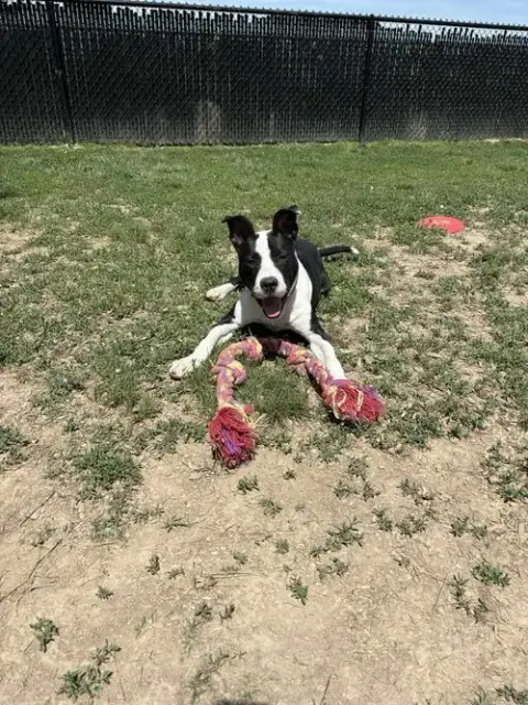 Roscoe Tippy photo 2