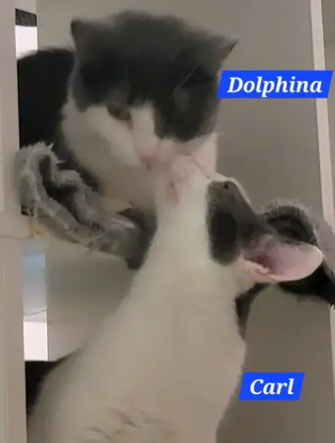 Dolphina photo 2