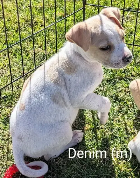 Denim photo 3