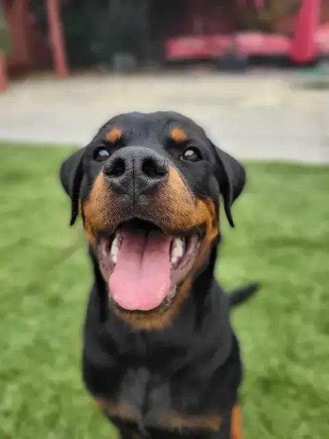 Yukon