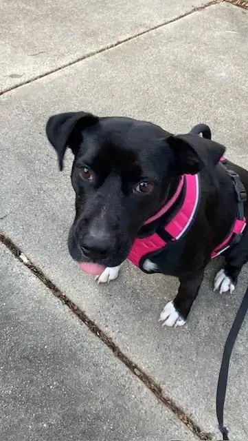 Darla
