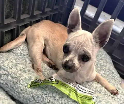 Edna The Spicy Chi Tx photo 5