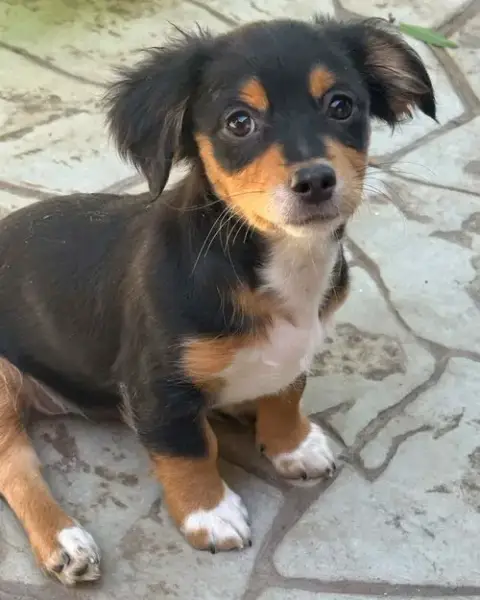Merle