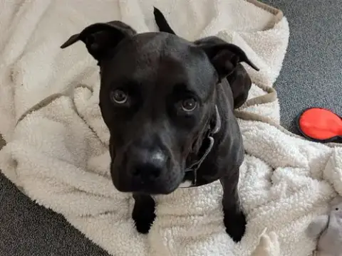 Luna Bear