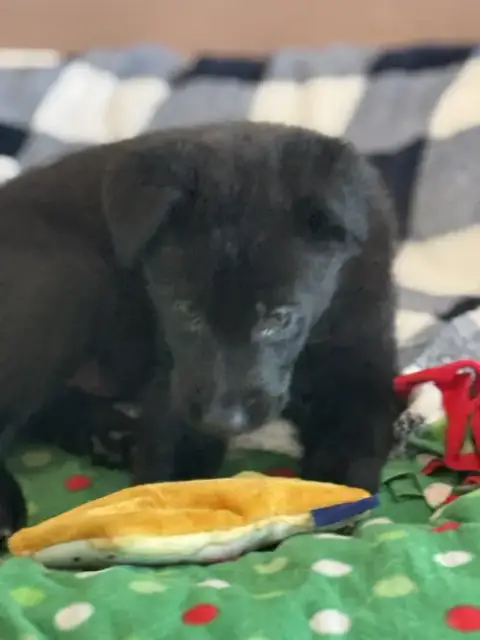 Rosie'S Puppy Harper photo 4
