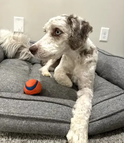Zara The Magnificent