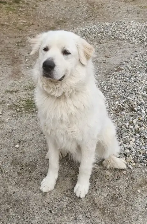 Henry