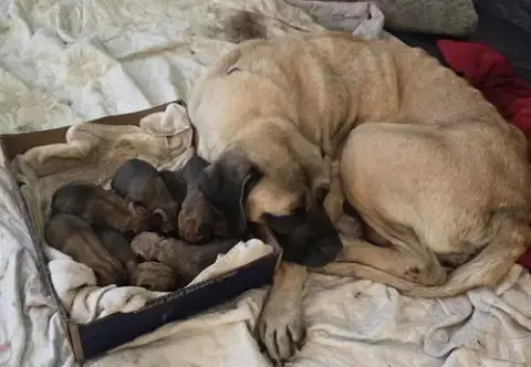 Maisy'S Puppies photo 2