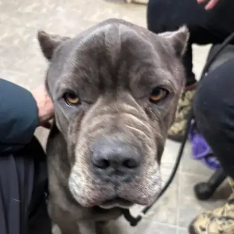 Bluebelle: Not At Shelter photo 5
