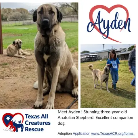Ayden