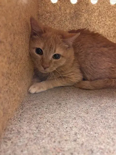 Sir Clutterbean