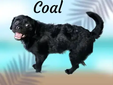 Coal photo 4