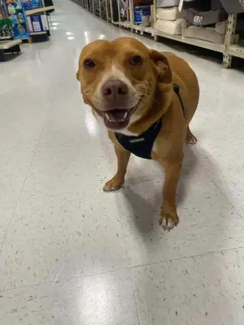 Darla