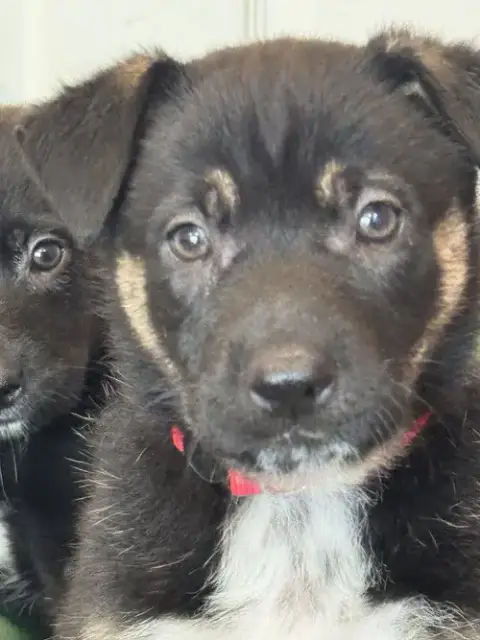 Rosie'S Puppy Meadow photo 5