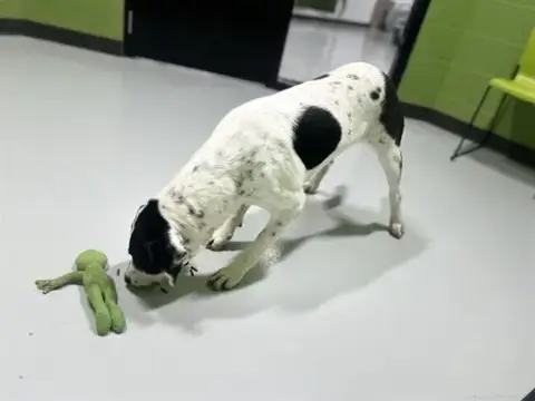 Oreo