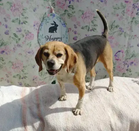 Louie-He'S Got A Sponsor! photo 3