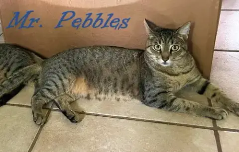 Mr. Pebbles photo 4