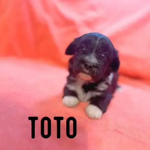 Toto