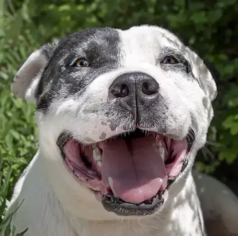 Outrageous Mr Onks ~ American Bully