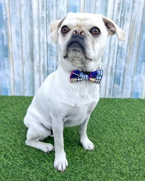 Pugsley