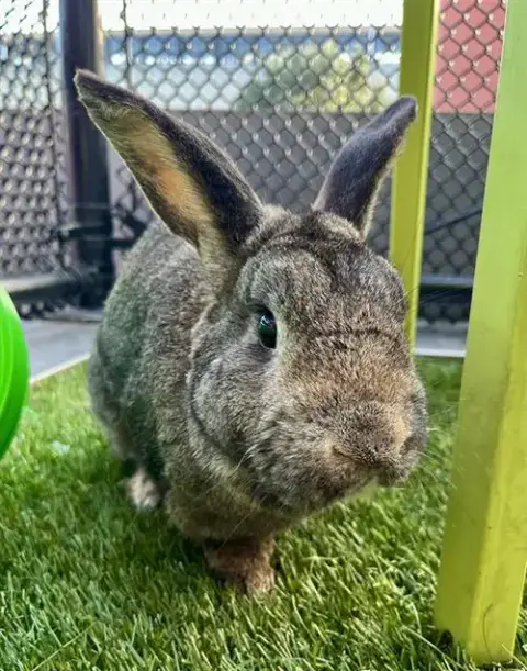 Peter