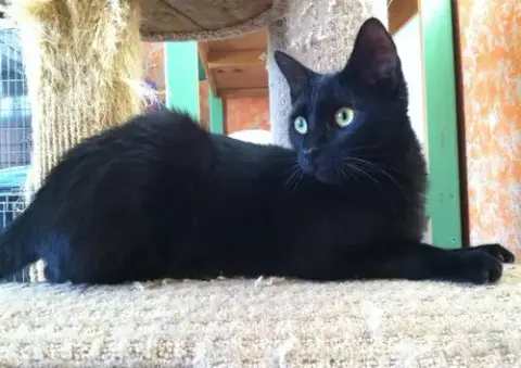 Solomon photo 2