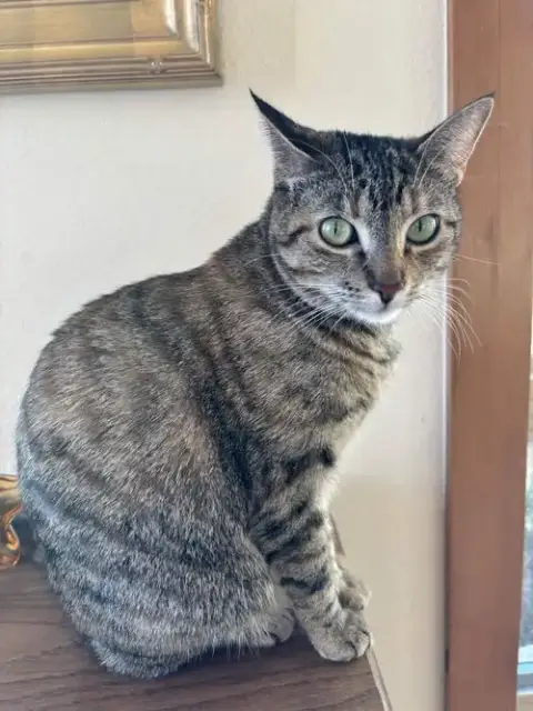 Cleo photo 3