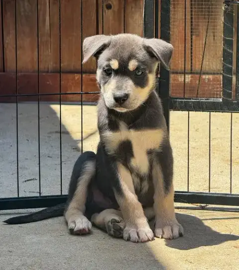 Marilynn'S Puppy Makai