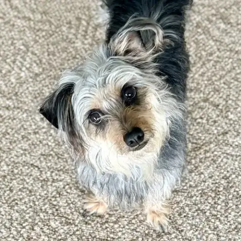 Suki photo 2