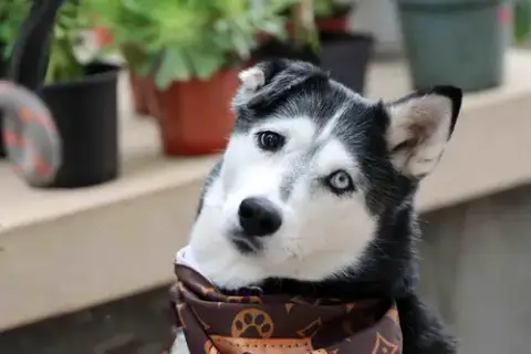 Leona photo 5