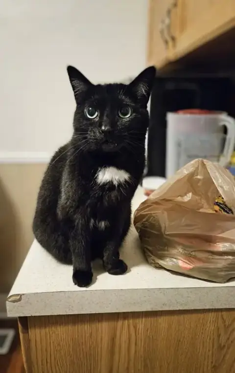 Bagheera photo 2