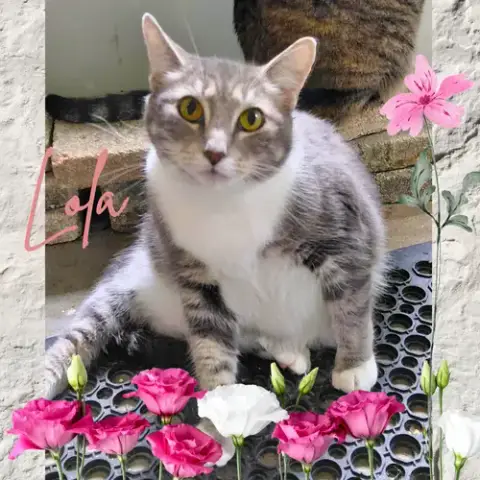 Lola photo 1