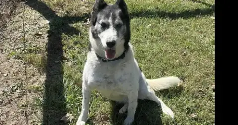 Roxi